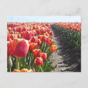 Red Orange Tulips DIY Postkarte