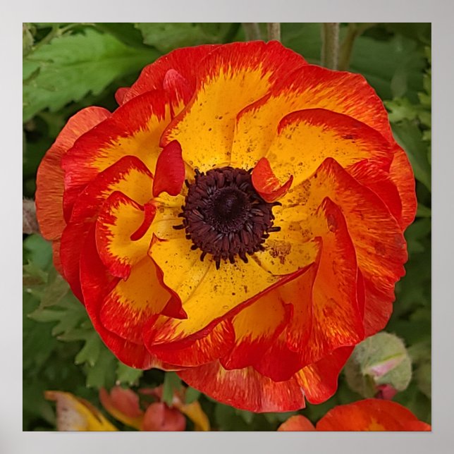 Red Orange Yellow Poppa Wall Art Poster (Vorne)