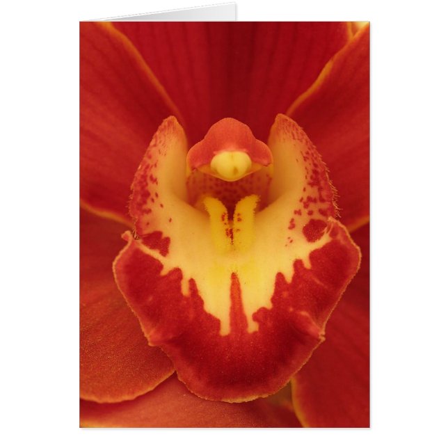 Red Orchid (Vorne)