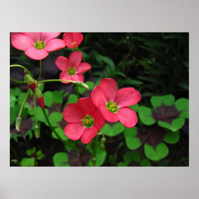 Red Oxalis ~ Print Poster (Vorne)