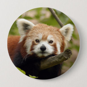 red-panda-004 button