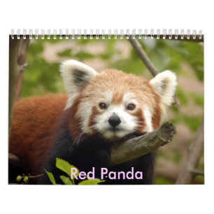 red-panda-005, roter Panda Kalender