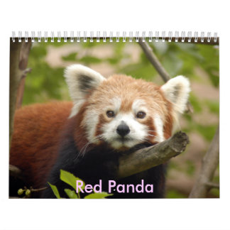 red-panda-005, roter Panda Kalender
