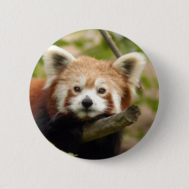 red-panda-007 button (Vorderseite)