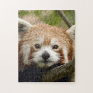 red-panda-010 puzzle