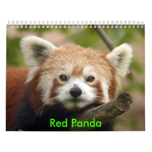 red-panda-010, roter Panda Kalender