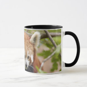 red-panda-023 tasse