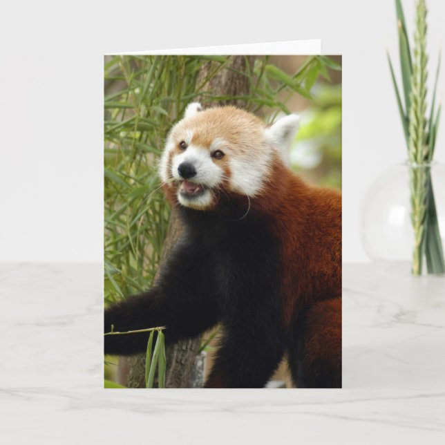 red-panda-033 feiertagskarte (Vorderseite)