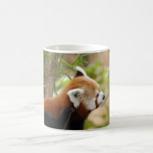 red-panda-035 verwandlungstasse