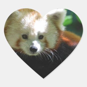 red-panda-11.jpg Herz-Aufkleber
