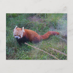 Red Panda #1 Postcard Postkarte
