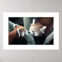 Red Panda #1