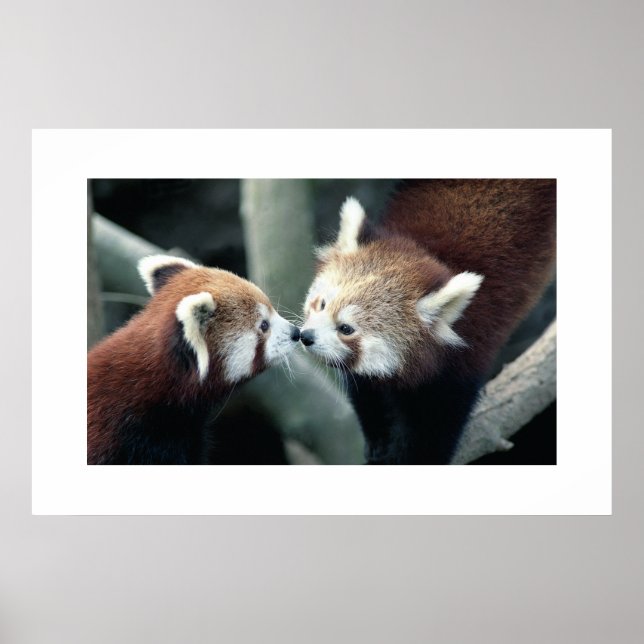 Red Panda #1 Poster (Vorne)