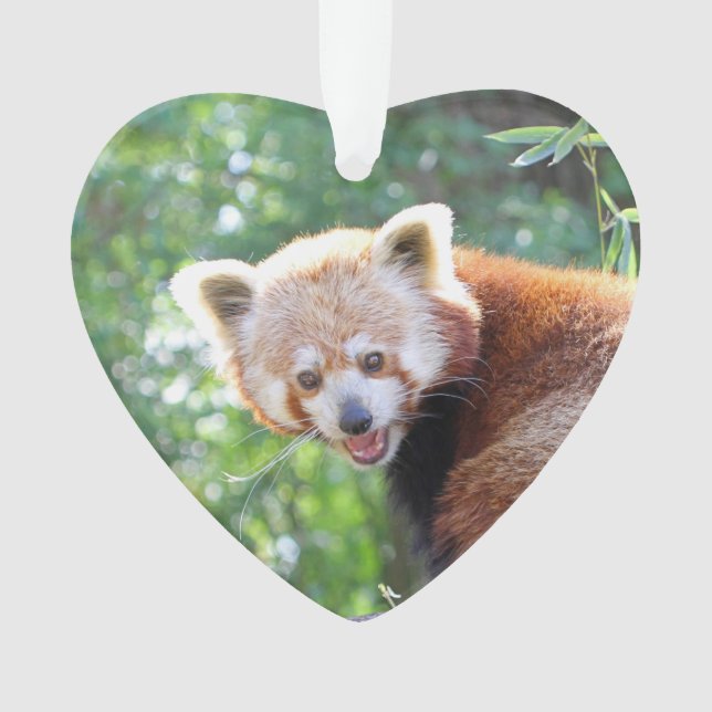 Red_Panda_2015_0306 Ornament (Vorderseite)