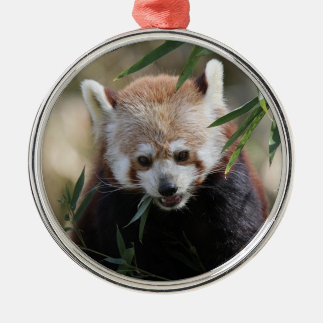 Red_Panda_2015_0311 Ornament Aus Metall (Vorne)