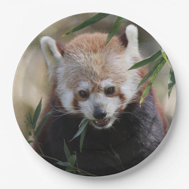 Red_Panda_2015_0311 Pappteller (Vorderseite)