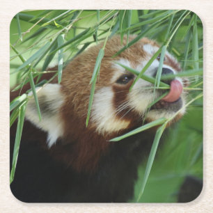 Red_Panda_2015_0707 Rechteckiger Pappuntersetzer