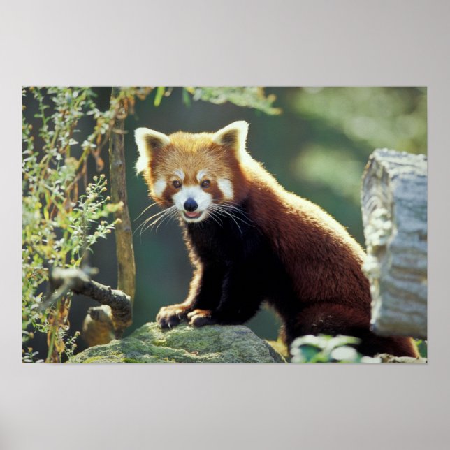 Red Panda Ailurus fulgens) Poster (Vorne)