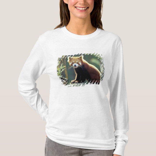 Red Panda Ailurus fulgens) T-Shirt (Vorderseite)