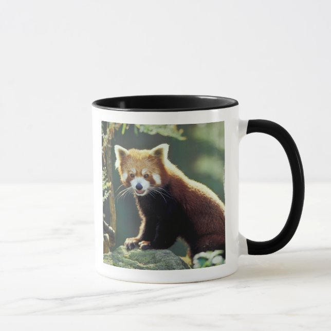 Red Panda Ailurus fulgens) Tasse (Rechts)