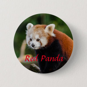 Red Panda Animal Fotografy Button