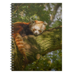 RED PANDA AUF DER BRANCHE VON GRÜNEN BÄUMEN NOTIZBLOCK