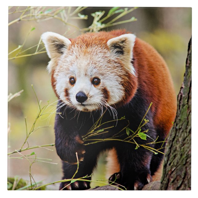 Red Panda Bear Fliese (Vorderseite)