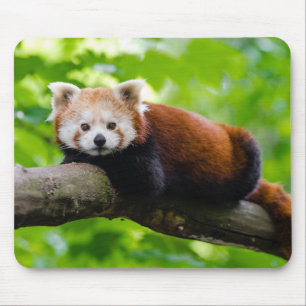 Red Panda Bear Mousepad