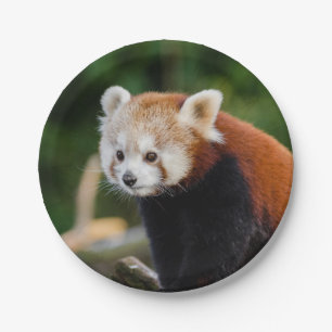 Red Panda Bear Pappteller