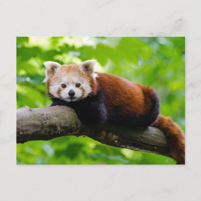 Red Panda Bear Postkarte (Vorderseite)