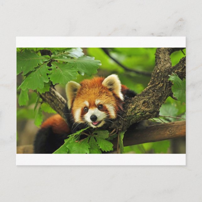 Red Panda Cub Postkarte (Vorderseite)