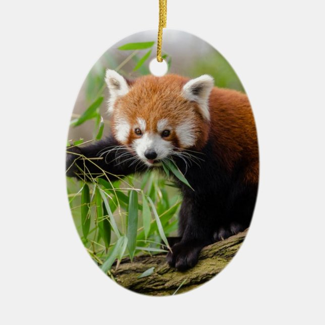 Red Panda Eating Green Leaf Keramikornament (Vorne)