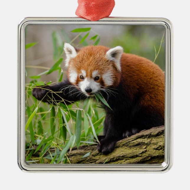 Red Panda Eating Green Leaf Ornament Aus Metall (Vorne)