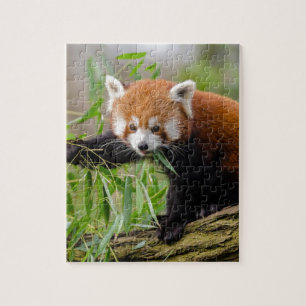 Red Panda Eating Green Leaf Puzzle