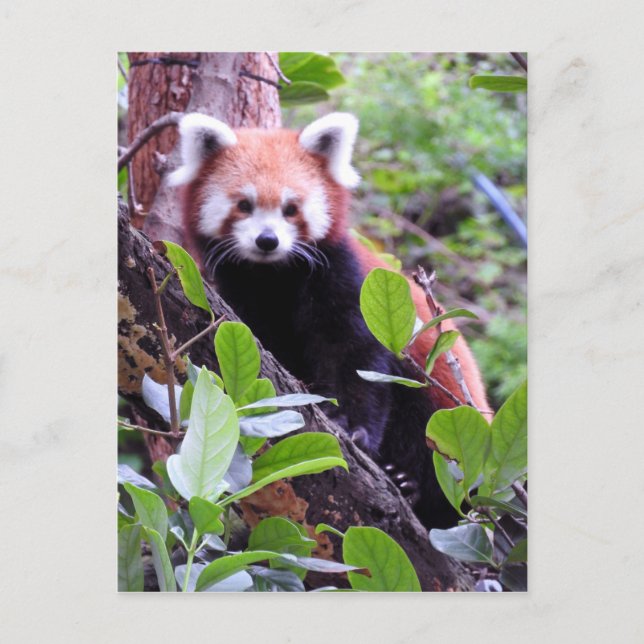 Red Panda Feiertagspostkarte (Vorderseite)