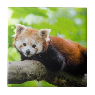 Red Panda Fliese
