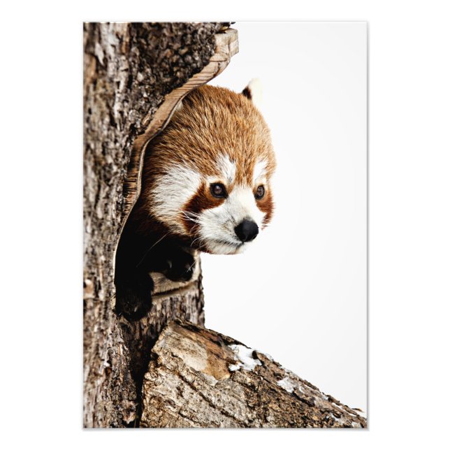 Red Panda Flüchtige Blick-a-Boo Fotodruck (Vorne)