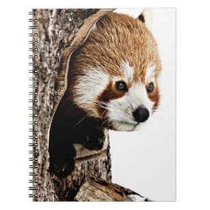 Red Panda Flüchtige Blick-a-Boo Notizblock