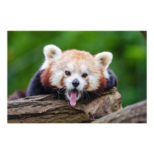 Red Panda Fotodruck