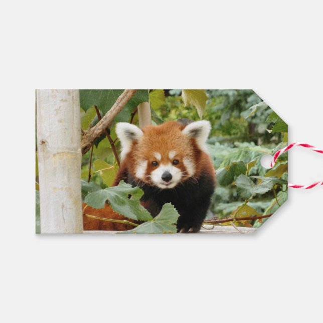 Red Panda Geschenkanhänger (Vorderseite (Horizontal))