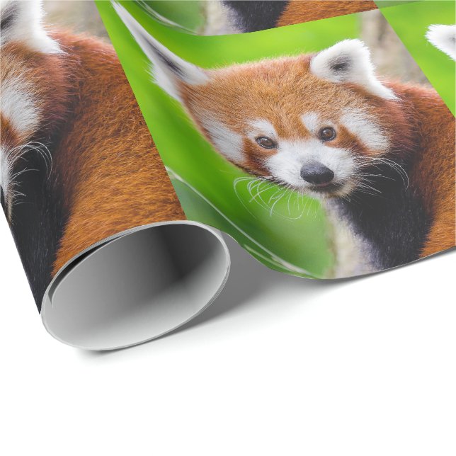 Red Panda Geschenkpapier (Rolleneckpunkt)