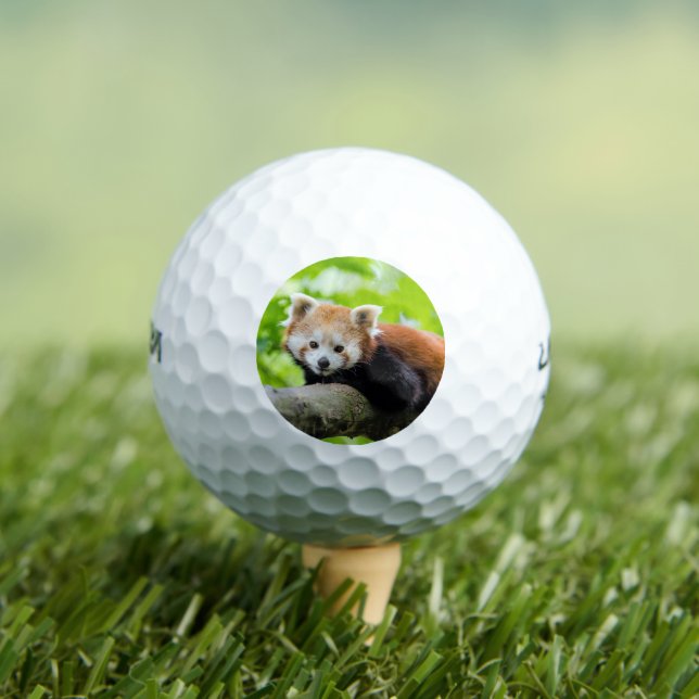 Red Panda Golfball (Insitu T-Shirt)