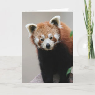 Red Panda individuell anpassbare Grußkarte Karte