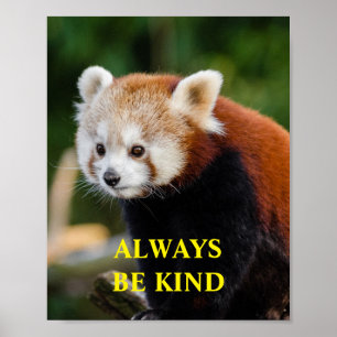 Red Panda ist ein nettes inspirierendes Angebot ma Poster
