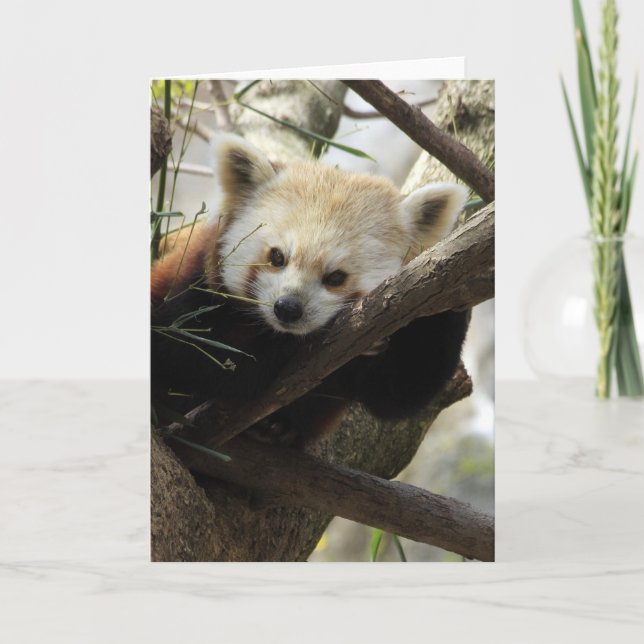 Red Panda Karte (Vorderseite)