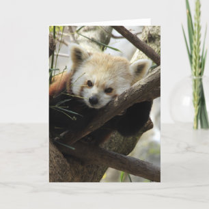 Red Panda Karte