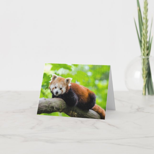Red Panda Karte (Vorderseite)