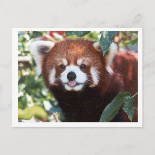 Red Panda Laughing Postkarte