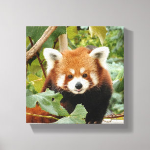 Red Panda Leinwanddruck