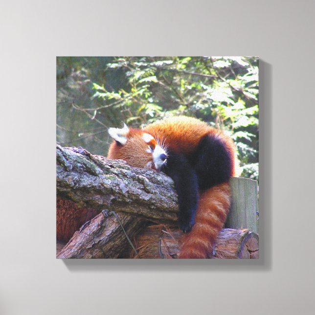 Red Panda Leinwanddruck (Vorderseite)